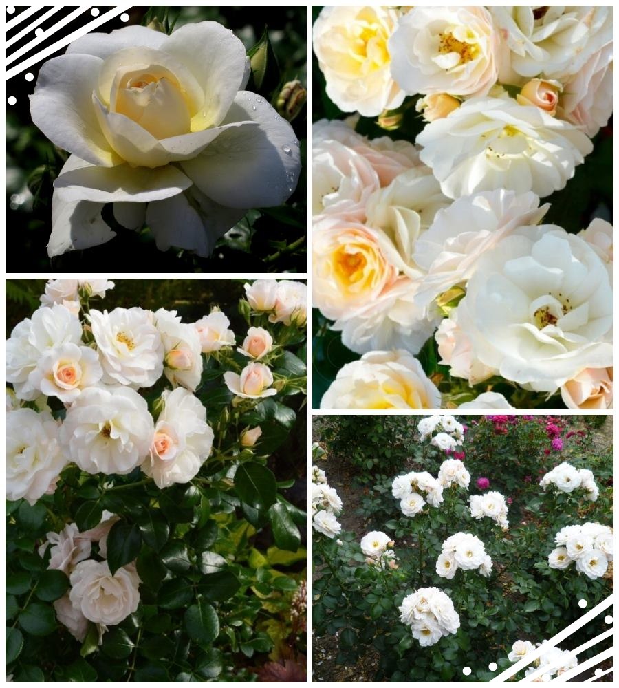 Sirius róże rabatowe